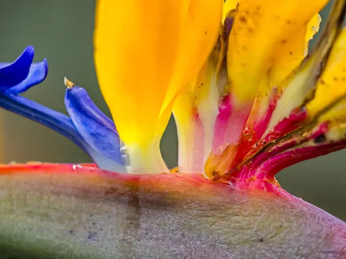 Bird of paradise flower on Maui Hawaii