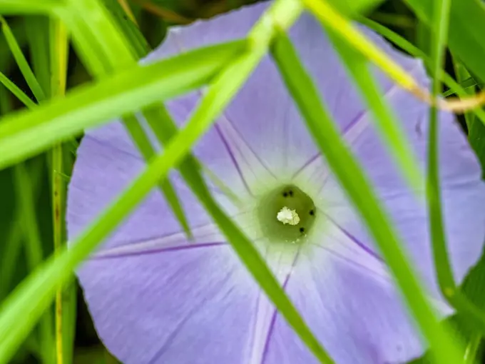 Wild flower upcountry Maui Hawaii