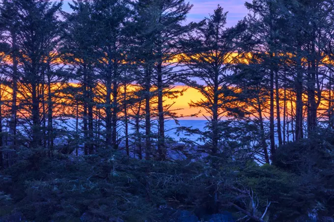 Coastal forest in Pacific Rim National Park, Canada