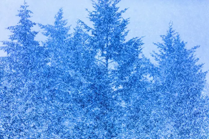 Snow covered trees on Vancouver Island