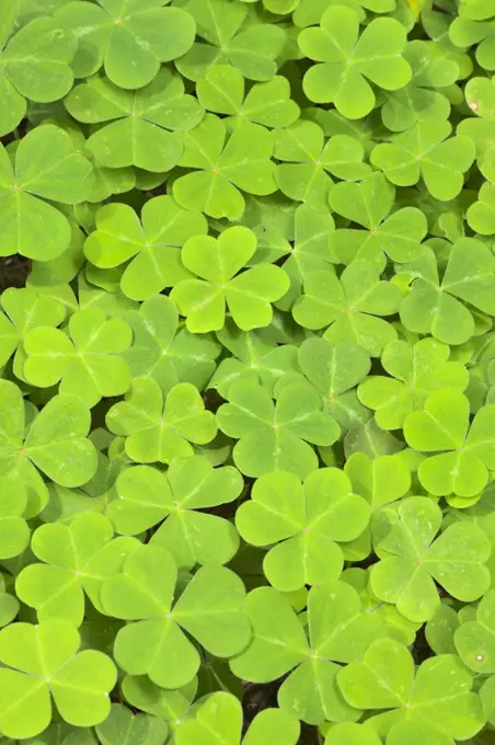 Close-up of three-leaf clovers, Redwood National Park, California, USA