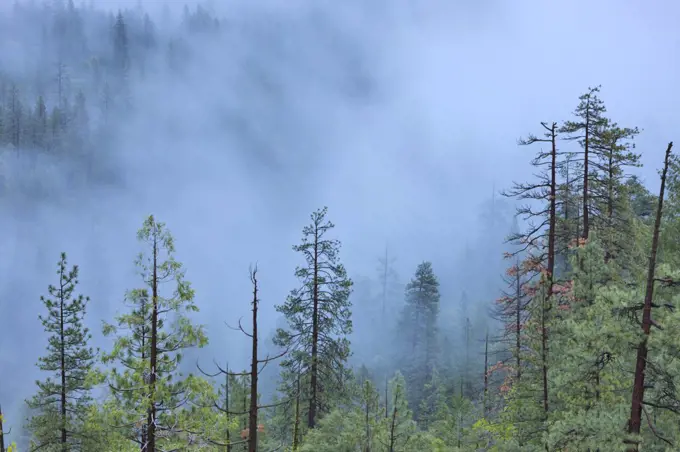 Fog covered forest at dusk, Yosemite National Park, California, USA