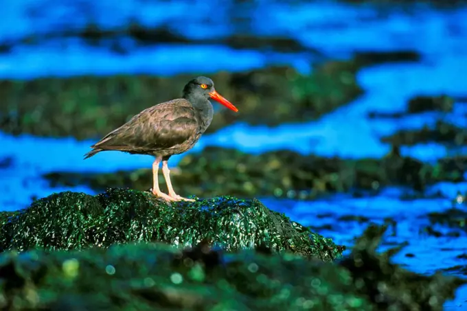 Canada, Vancouver island, Oystercatcher perching on stone covered with seaweed