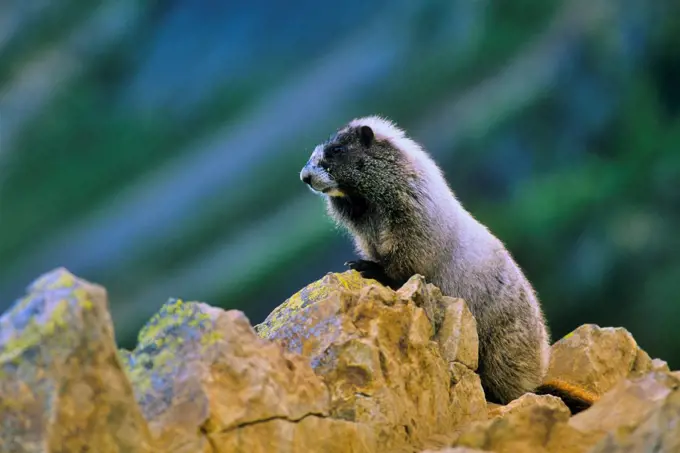 Canada, Alberta, Banff National Park, Marmot cowering on rock