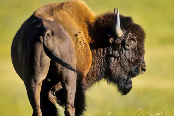 Canada, Alberta, Waterton National Park, Close-up of bison