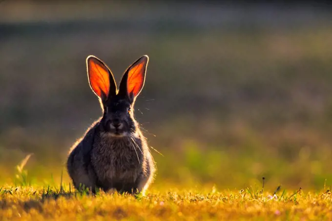 Canada, British Columbia, Vancouver island, Cute rabbit sitting in sunlight