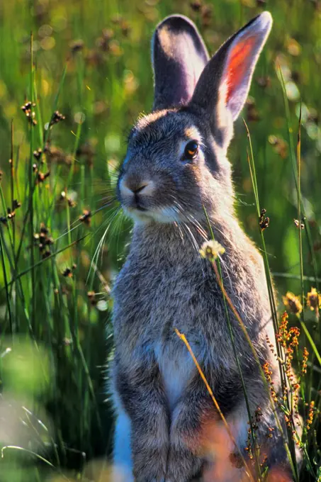 Canada, Vancouver island, Rabbit sitting in grass