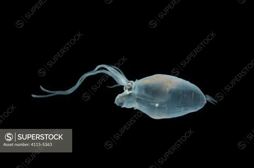 Piglet squid Helicocranchia sp} from between 500 and 200m, Mid-Atlantic Ridge, North Atlantic Ocean