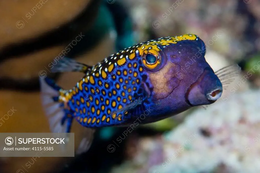 Spotted Trunkfish / Boxfish (Ostracion meleagris) Lembeh Straits, Sulawesi, Indonesia