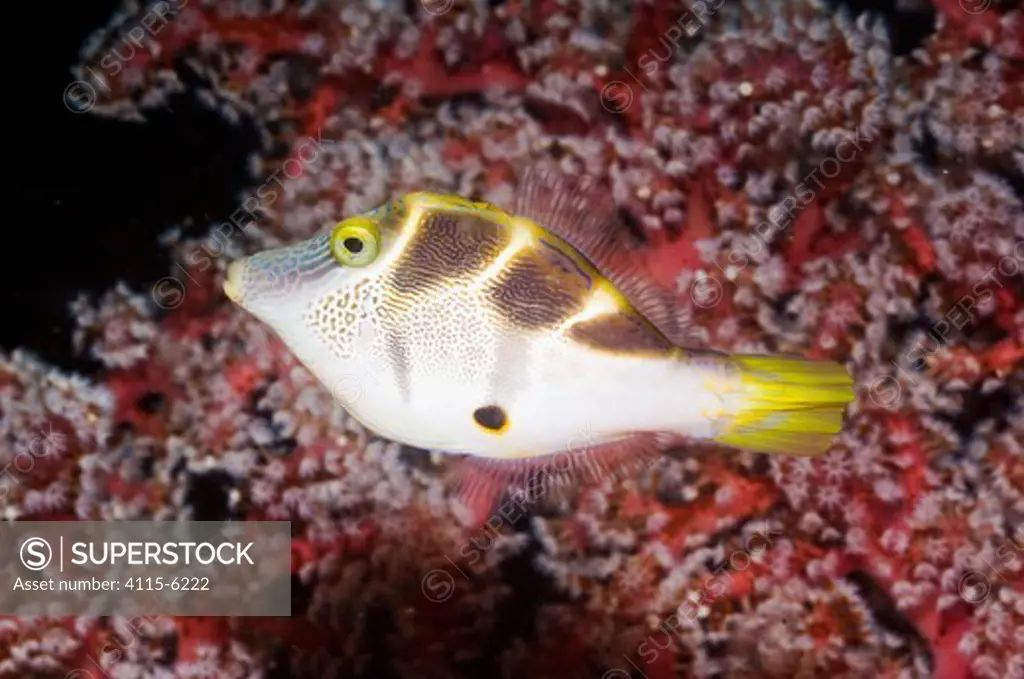 Blacksaddle mimic filefish (Paraluteres prionurus) swimming past soft coral. Indonesia, October