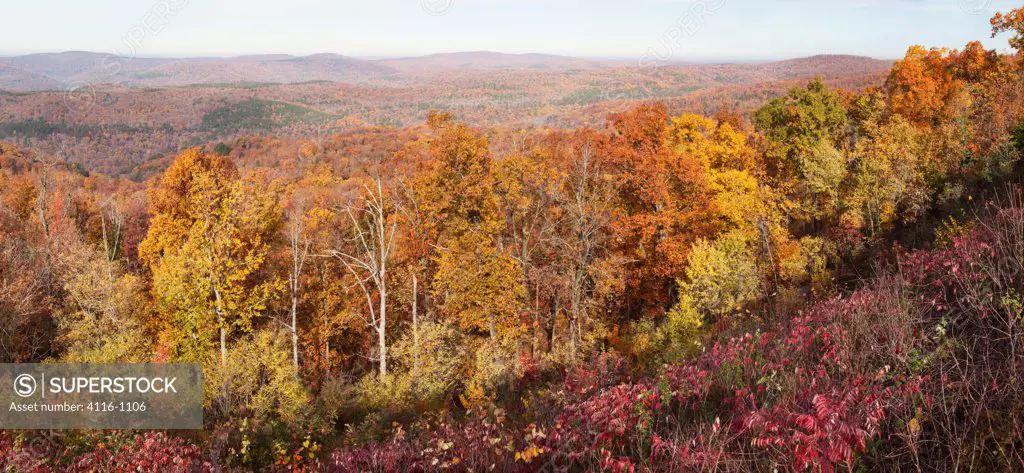 Autumn trees at Ozark National Forest, Arkansas, USA