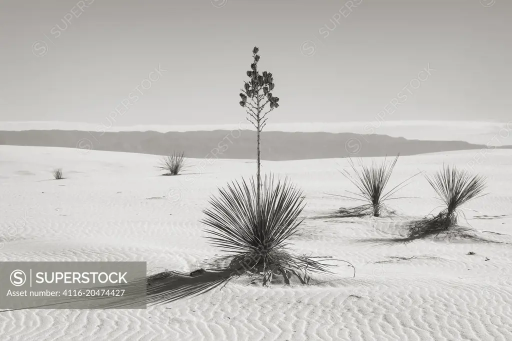 Yuccas in the dunes, Sacramento Mtns, White Sands NM, b&w