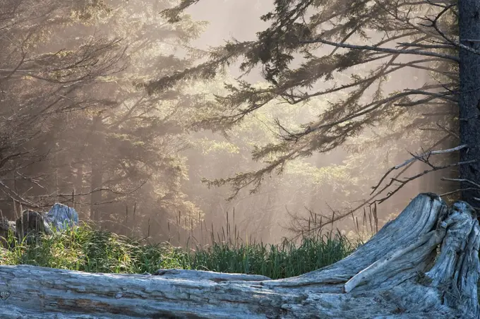 USA, Washington, Olympic National Park, Dead tree trunk and foggy forest