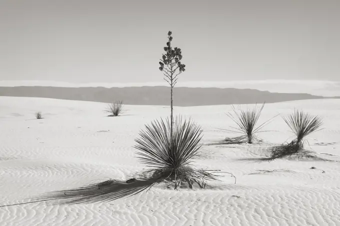 Yuccas in the dunes, Sacramento Mtns, White Sands NM, b&w