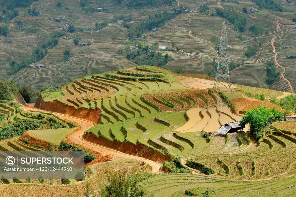 Vietnam, Sapa, Rice Terraces of Sapa Vietnam