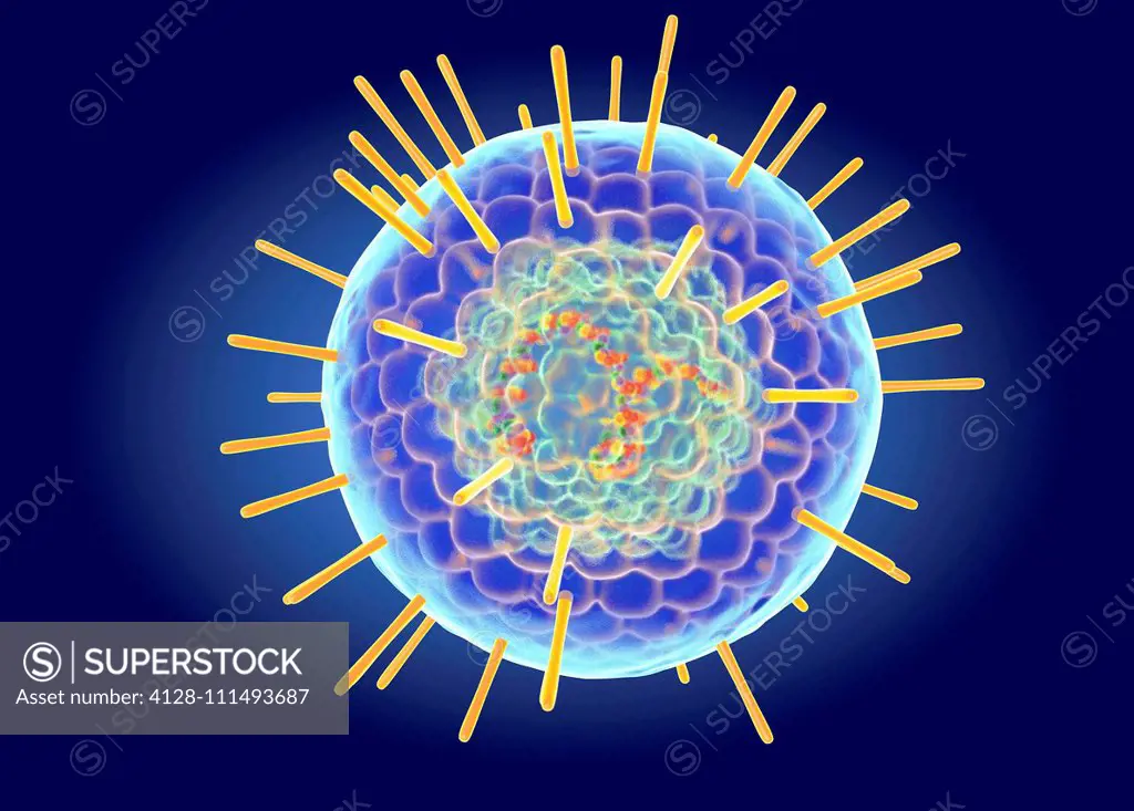 Herpes Simplex virus structure, illustration. Herpes simplex is one of the most common viral parasites in humans. They cause small, fluid-filled blist...