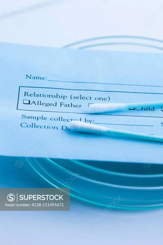 DNA paternity test. Genetic testing using a home test kit with sterile cotton swabs. The swab is used to collect a sample of cells from the lining of ...