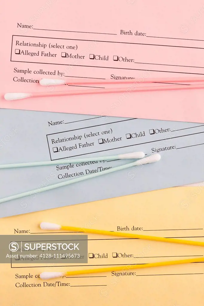 DNA paternity test. Genetic testing using a home test kit with sterile cotton swabs. The swab is used to collect a sample of cells from the lining of ...