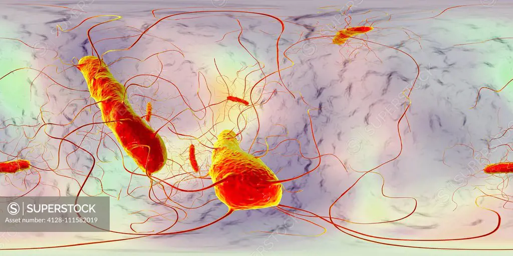 Clostridium difficile bacteria with peritrichous flagella, computer illustration. C. difficile is a Gram-positive, anaerobic, spore forming, rod-shape...