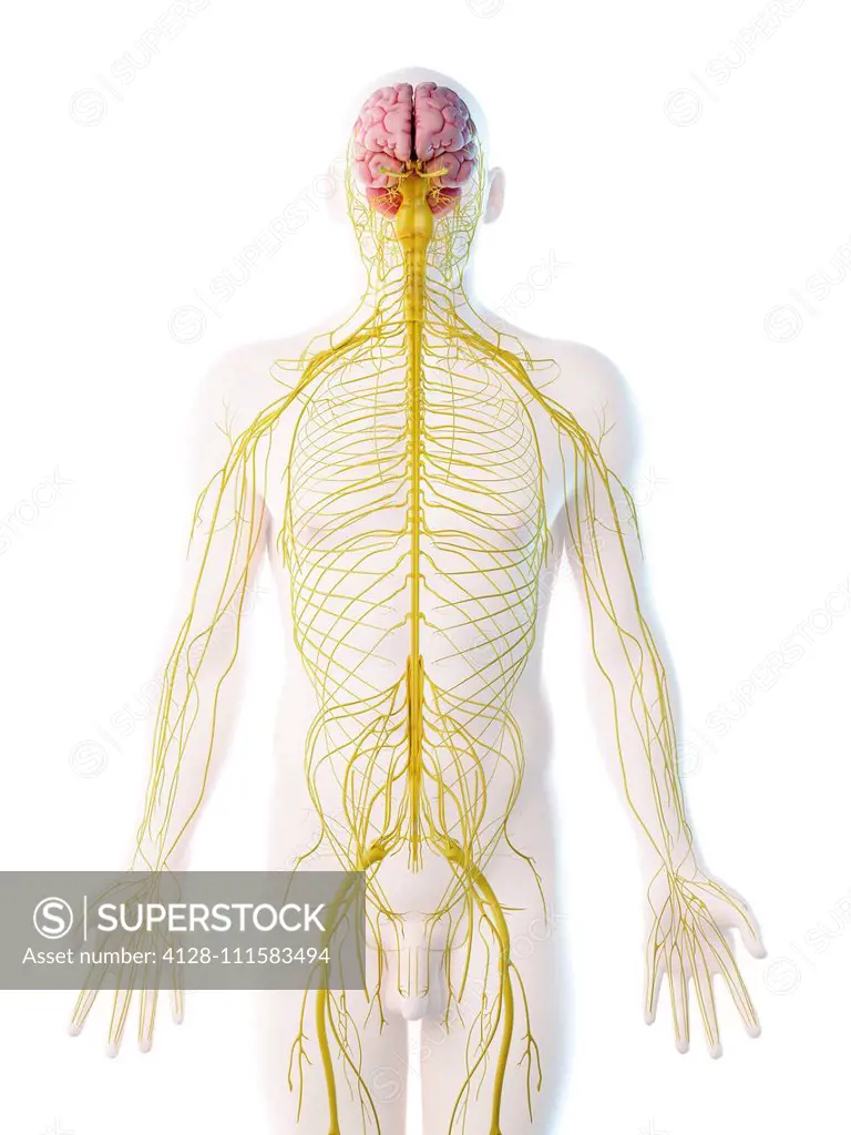 Male nervous system, computer illustration. - SuperStock