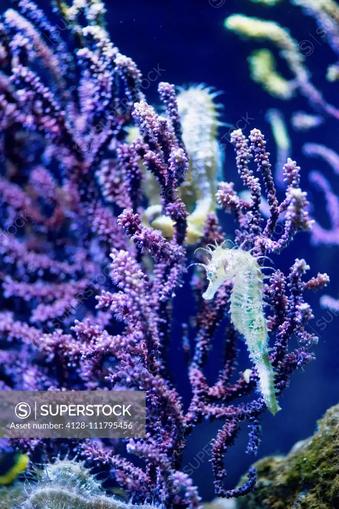 Seahorse on purple coral.