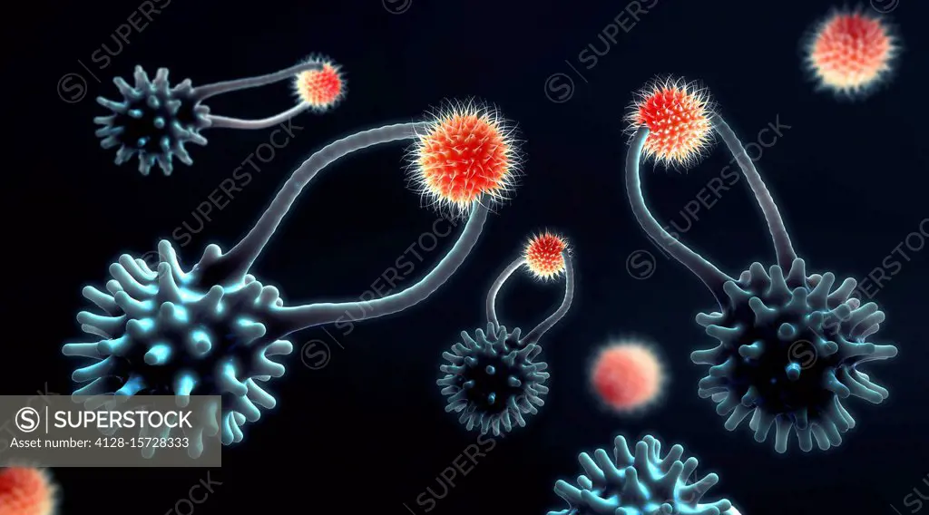 Cytotoxic T cells capturing cancer cells, illustration