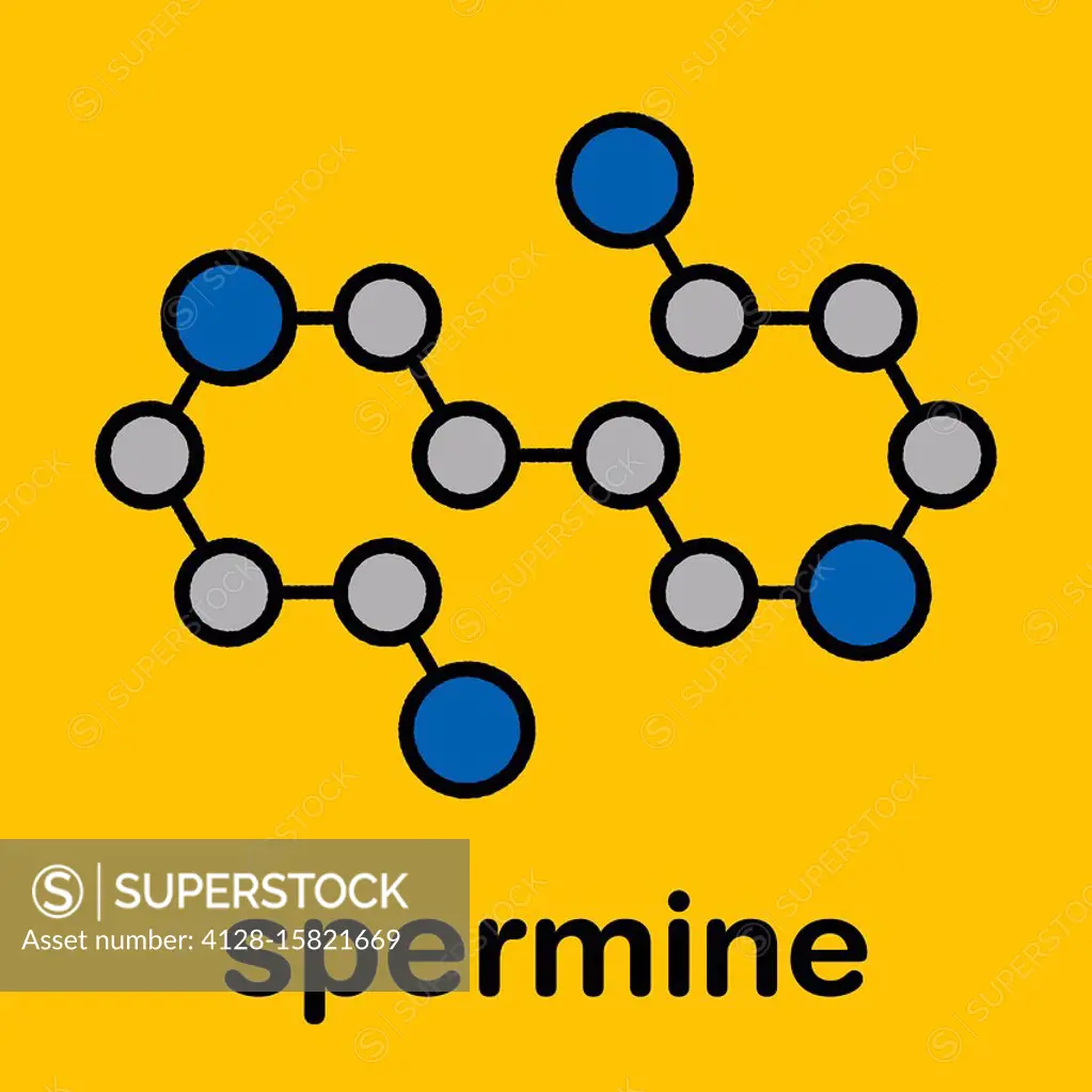 Spermine molecule. Stylized skeletal formula (chemical structure): Atoms are shown as color-coded circles with thick black outlines and bonds: hydroge...