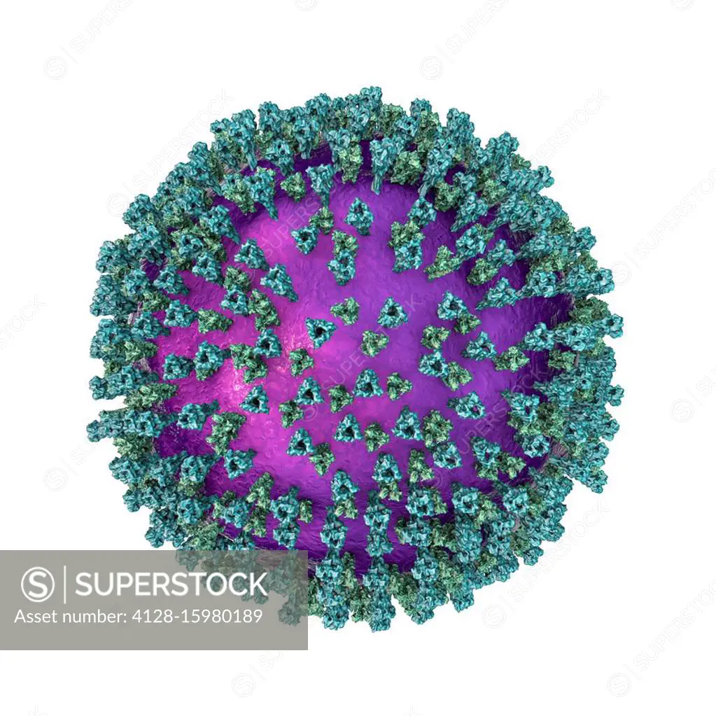 Measles virus particle, computer illustration. This virus, from the Morbillivirus group of viruses, consists of an RNA (ribonucleic acid) core surroun...