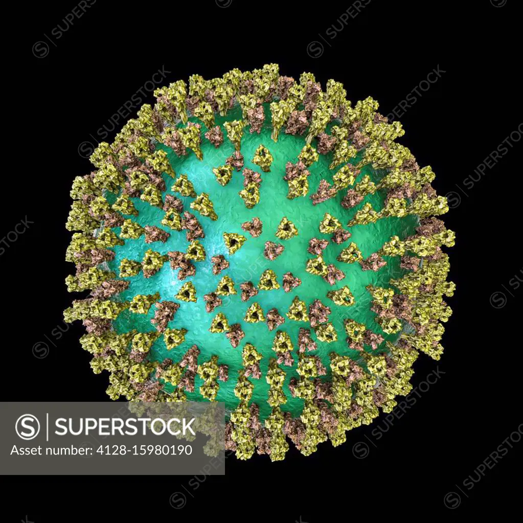 Measles virus particle, computer illustration. This virus, from the Morbillivirus group of viruses, consists of an RNA (ribonucleic acid) core surroun...