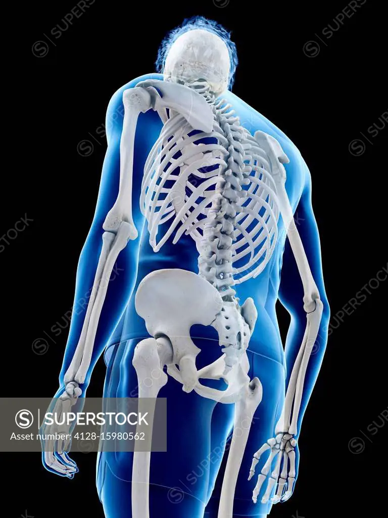 Human skeleton, computer illustration.