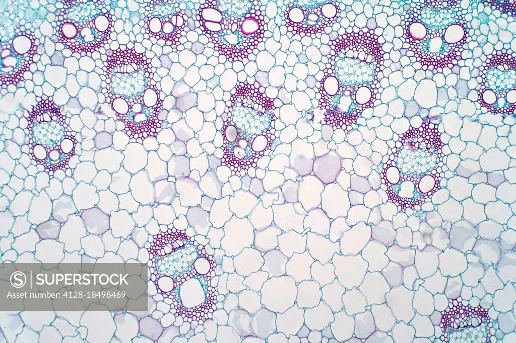 Monocot plant vascular tissue, light micrograph