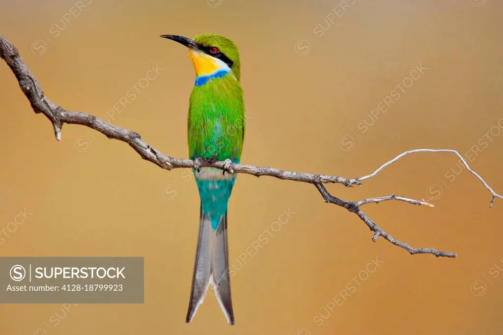 Swallow-tailed bee-eater