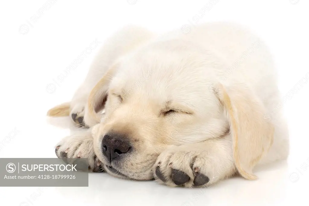 Puppy sleeping on paws