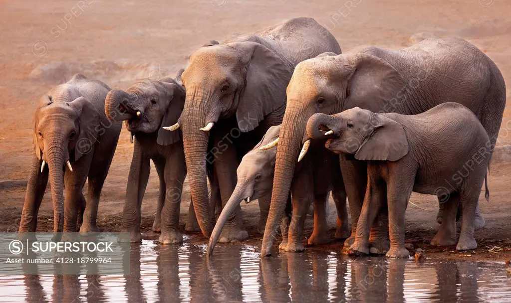 Elephants drinking