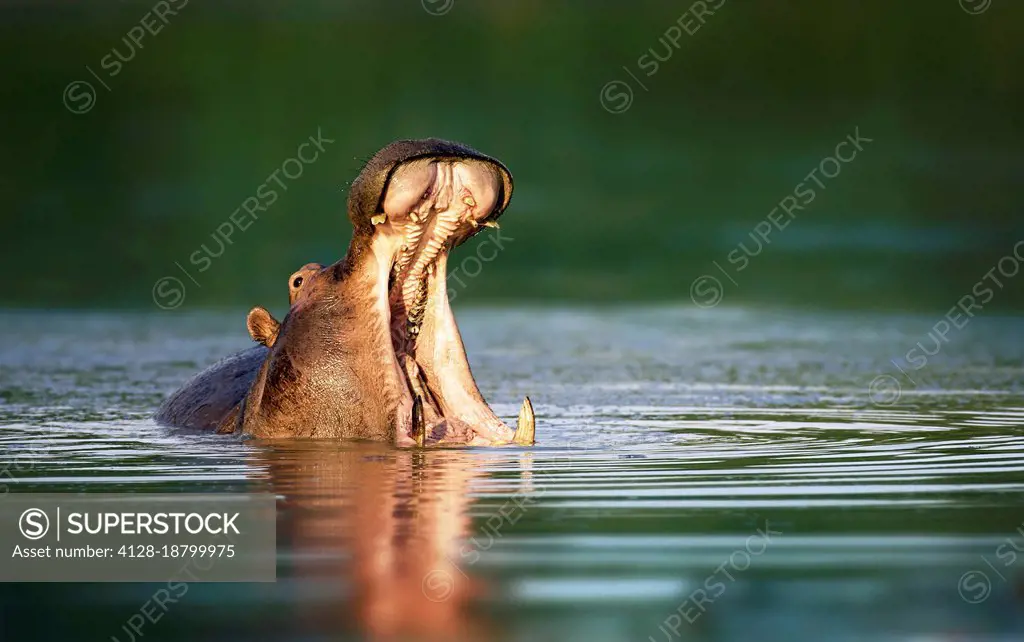 Hippopotamus