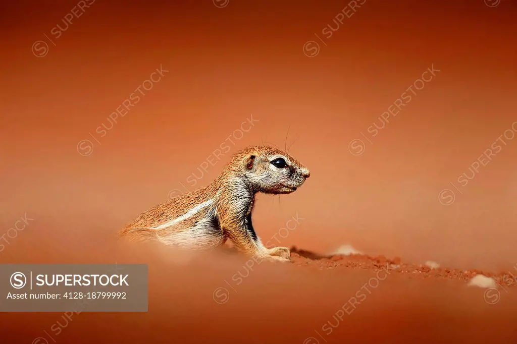 Cape ground squirrel