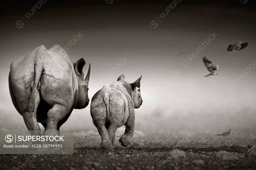 Black rhino cow with calf