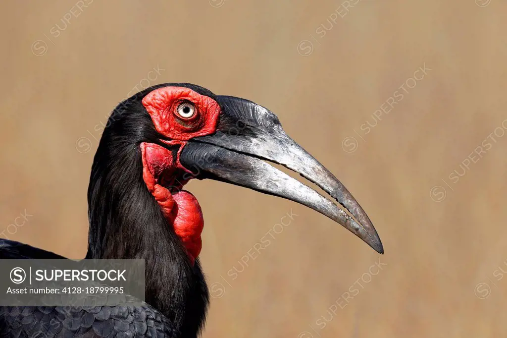 Southern ground hornbill