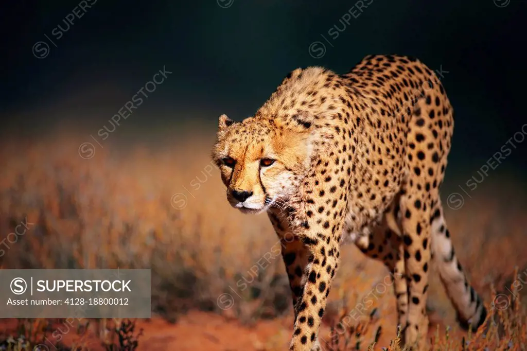 Cheetah