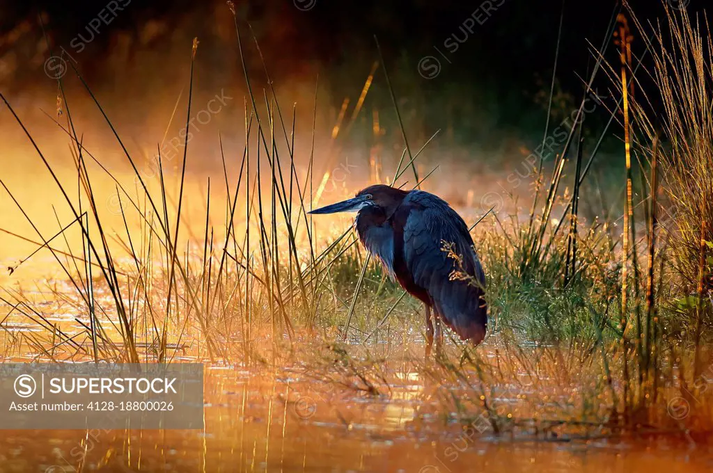 Goliath heron