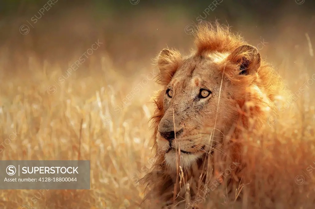 Lion in grassland