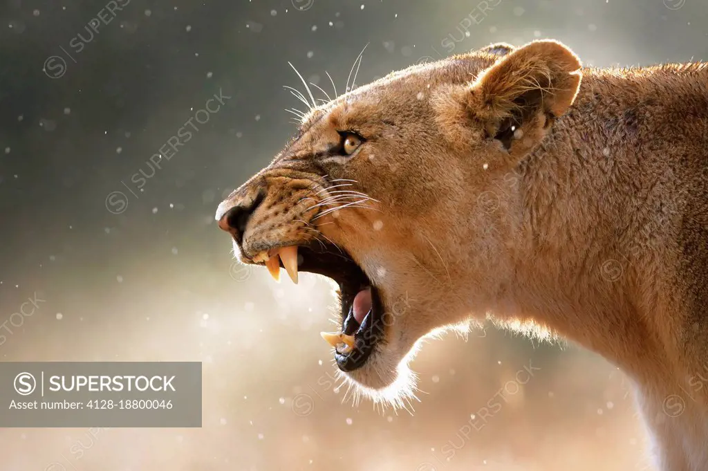 Lioness in the rain