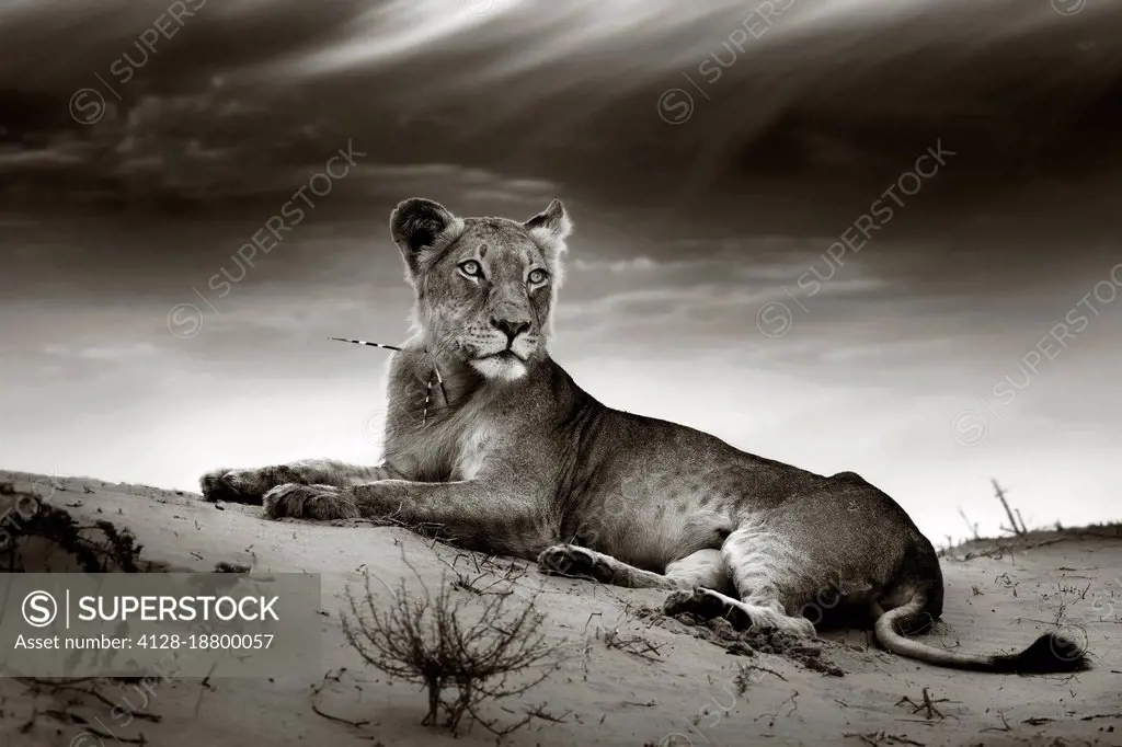 Lioness on desert dune