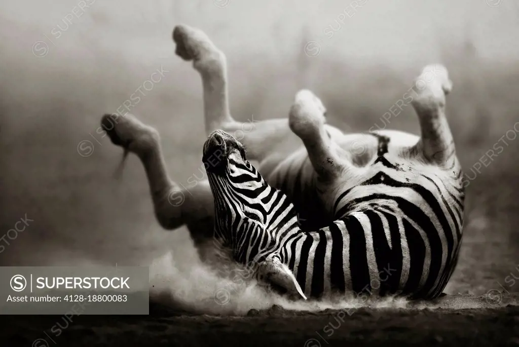 Zebra rolling in dust