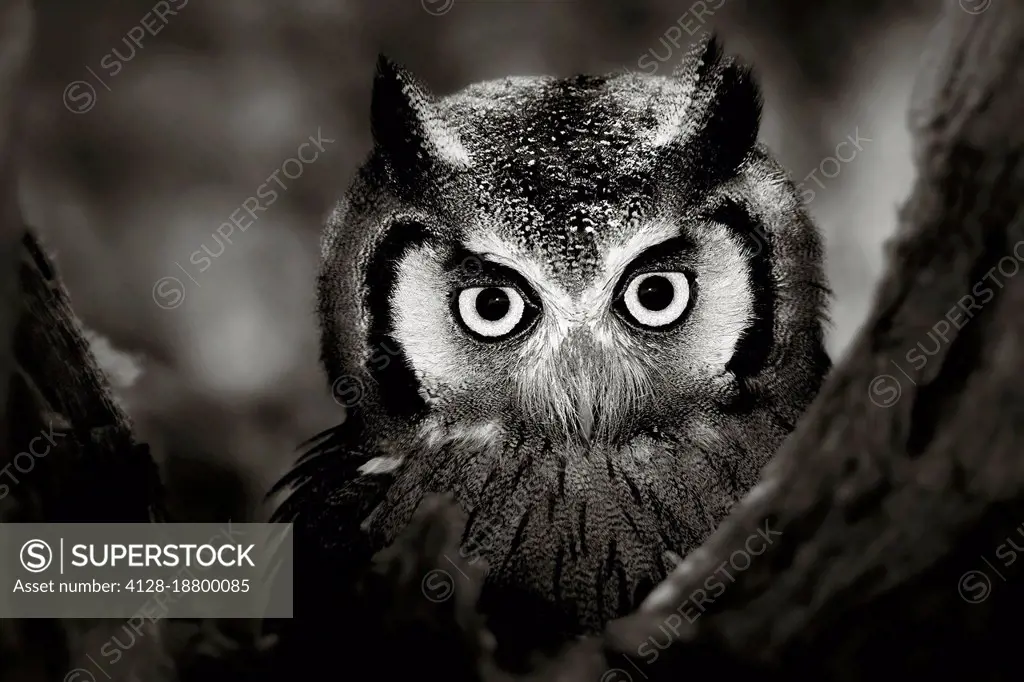 White-faced owl