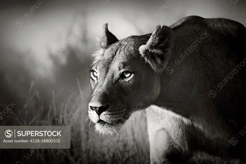 Lioness stalking