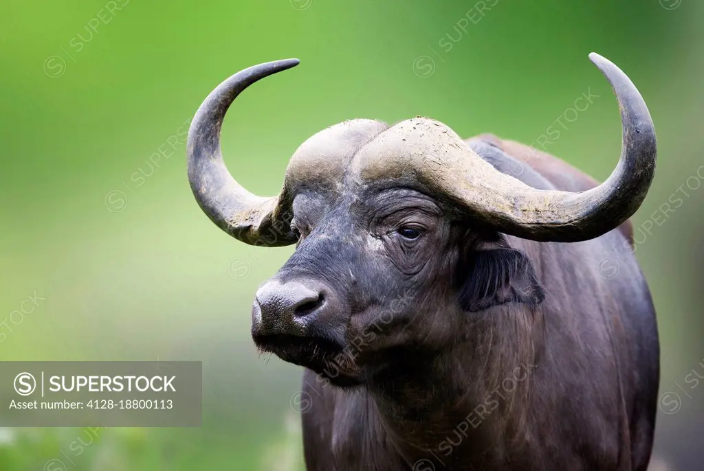 African buffalo