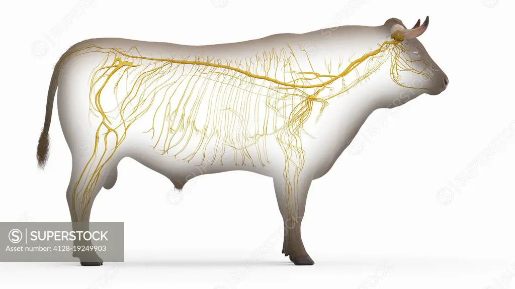 Cattle nervous system, illustration.