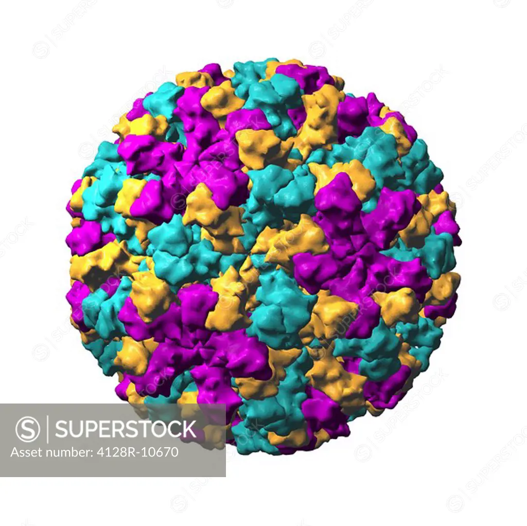 Norwalk virus particle