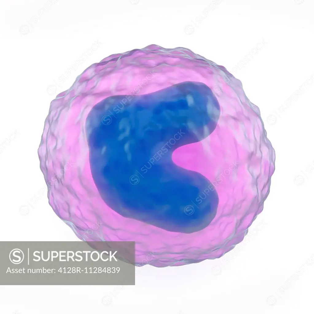 Monocyte white blood cell, computer artwork. Monocytes are the largest white blood cell. They engulf and digest invading bacteria and cell debris.